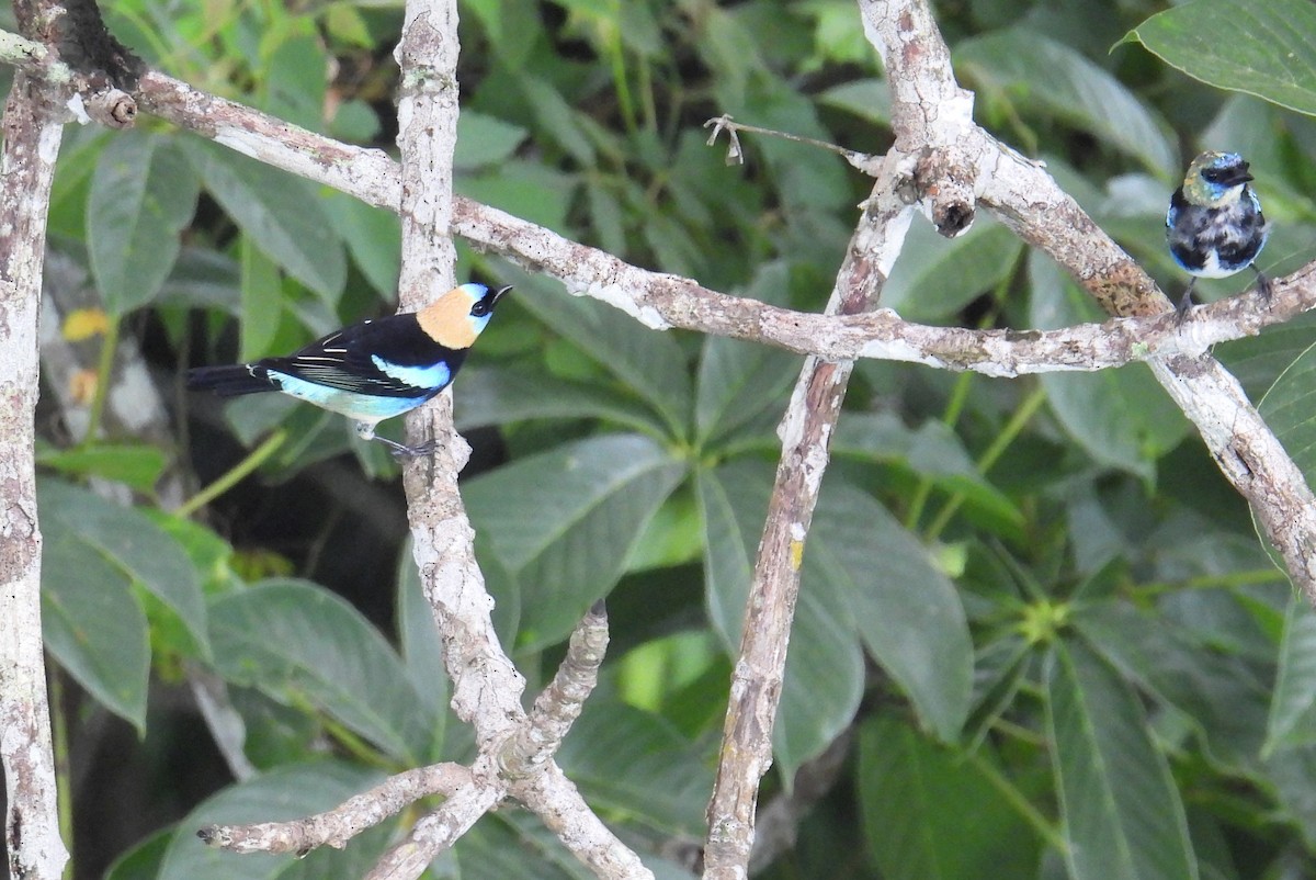 Golden-hooded Tanager - ML623619745