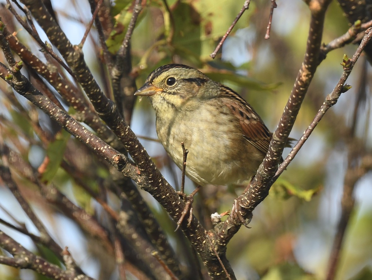 Swamp Sparrow - ML623619779