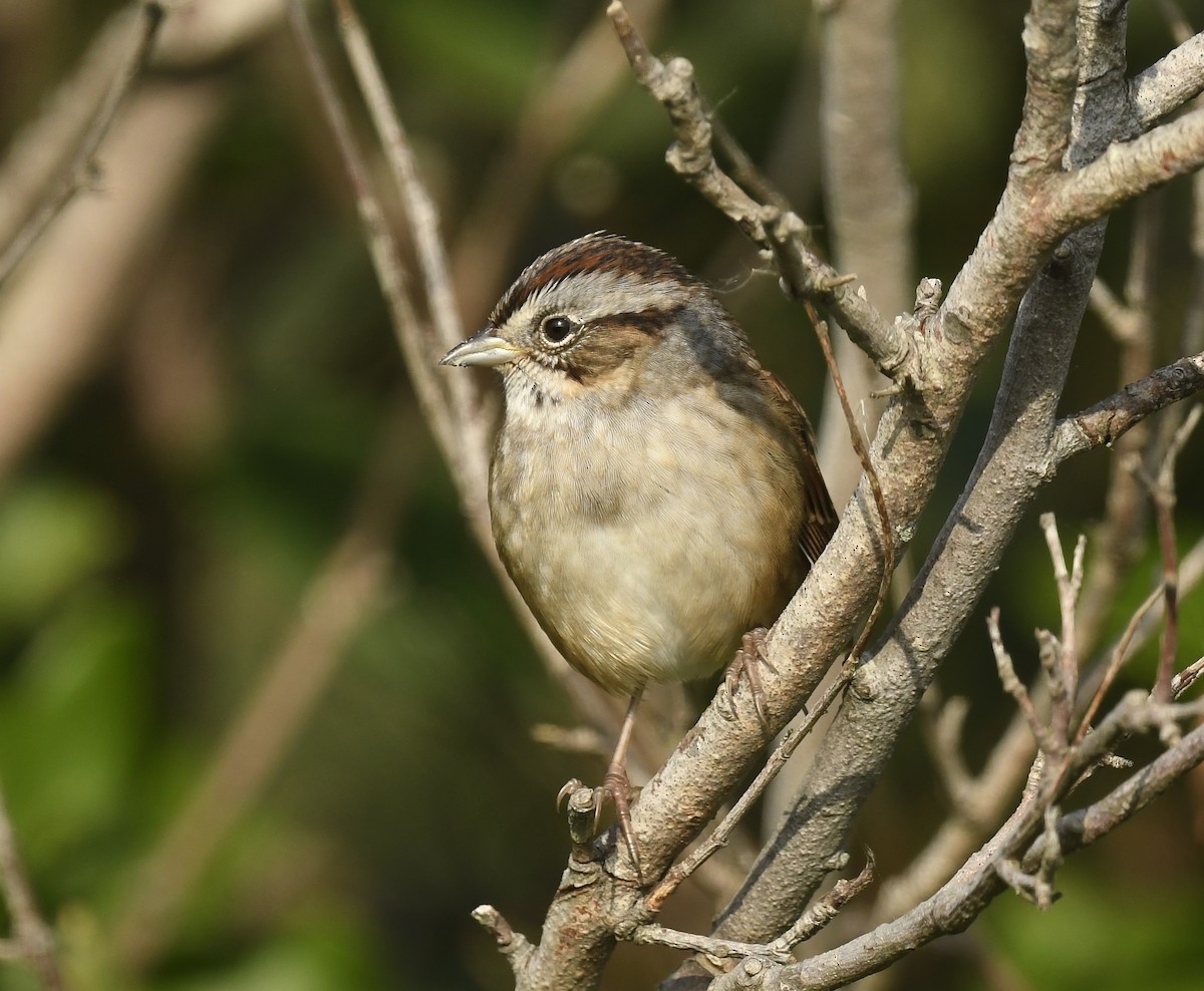 Swamp Sparrow - ML623619780