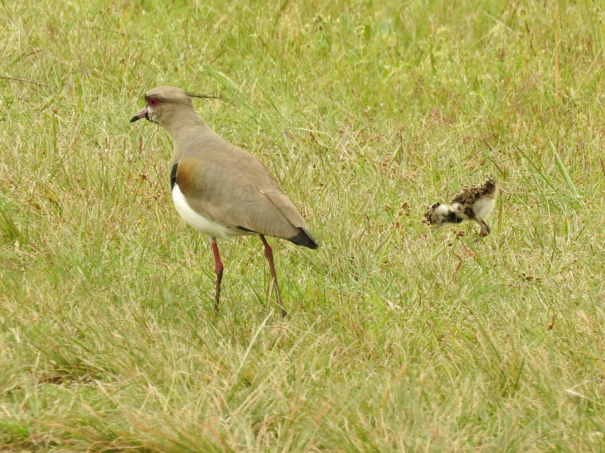 Southern Lapwing - ML623619783