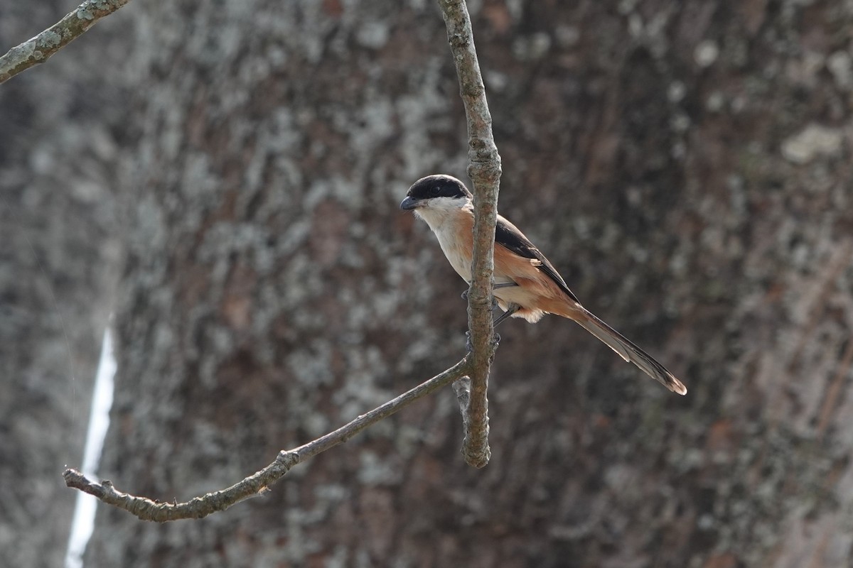 Gray-backed Shrike - ML623619795