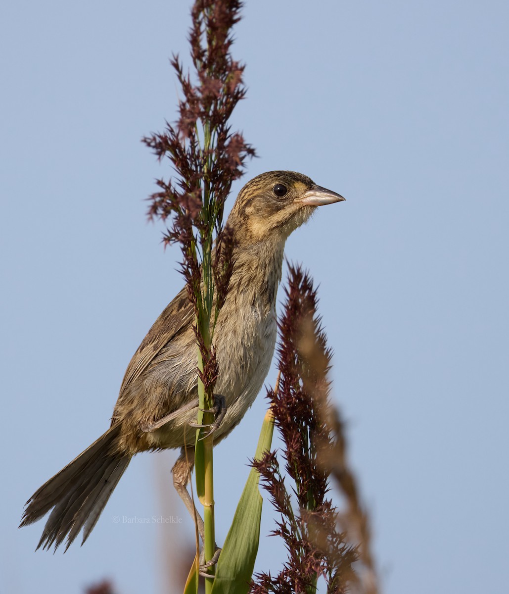 Seaside Sparrow - Barbara S