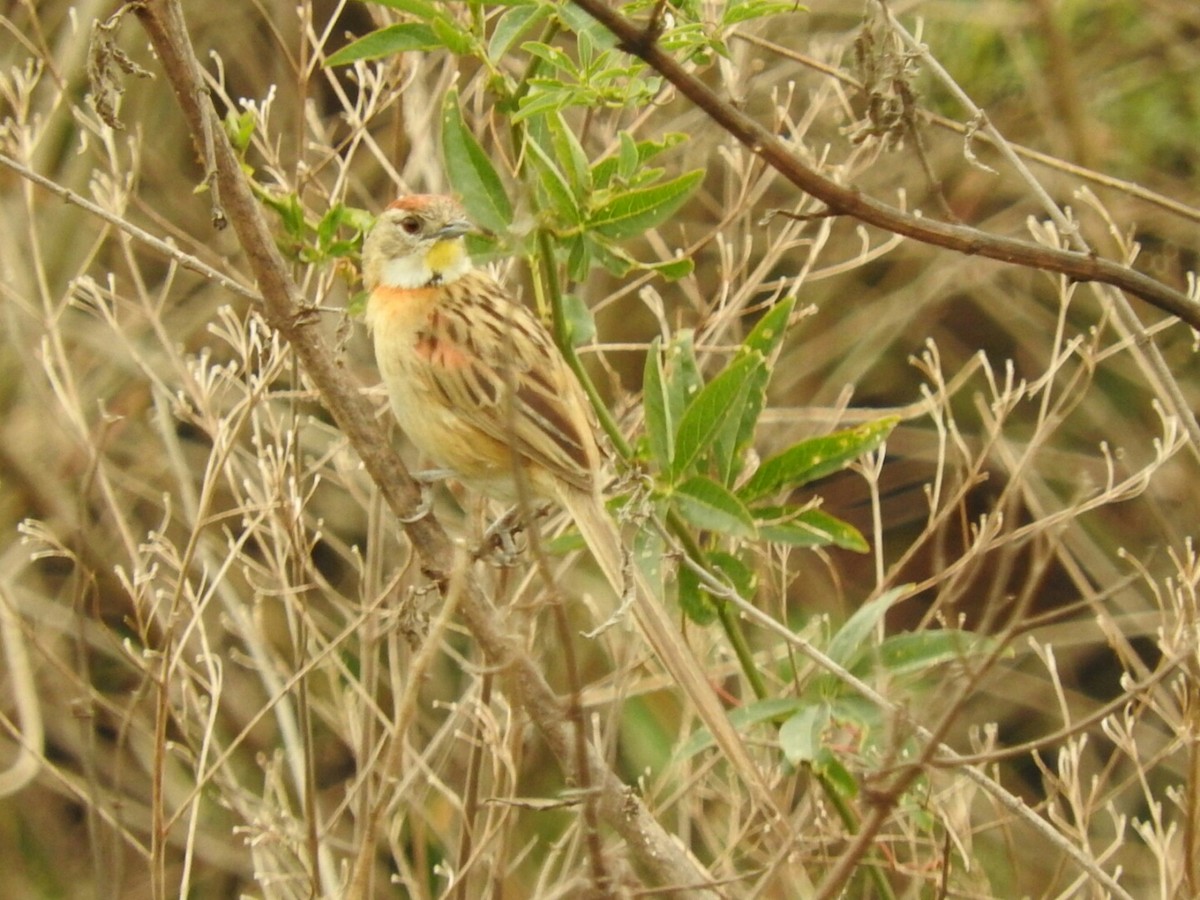 Chotoy Spinetail - ML623619828