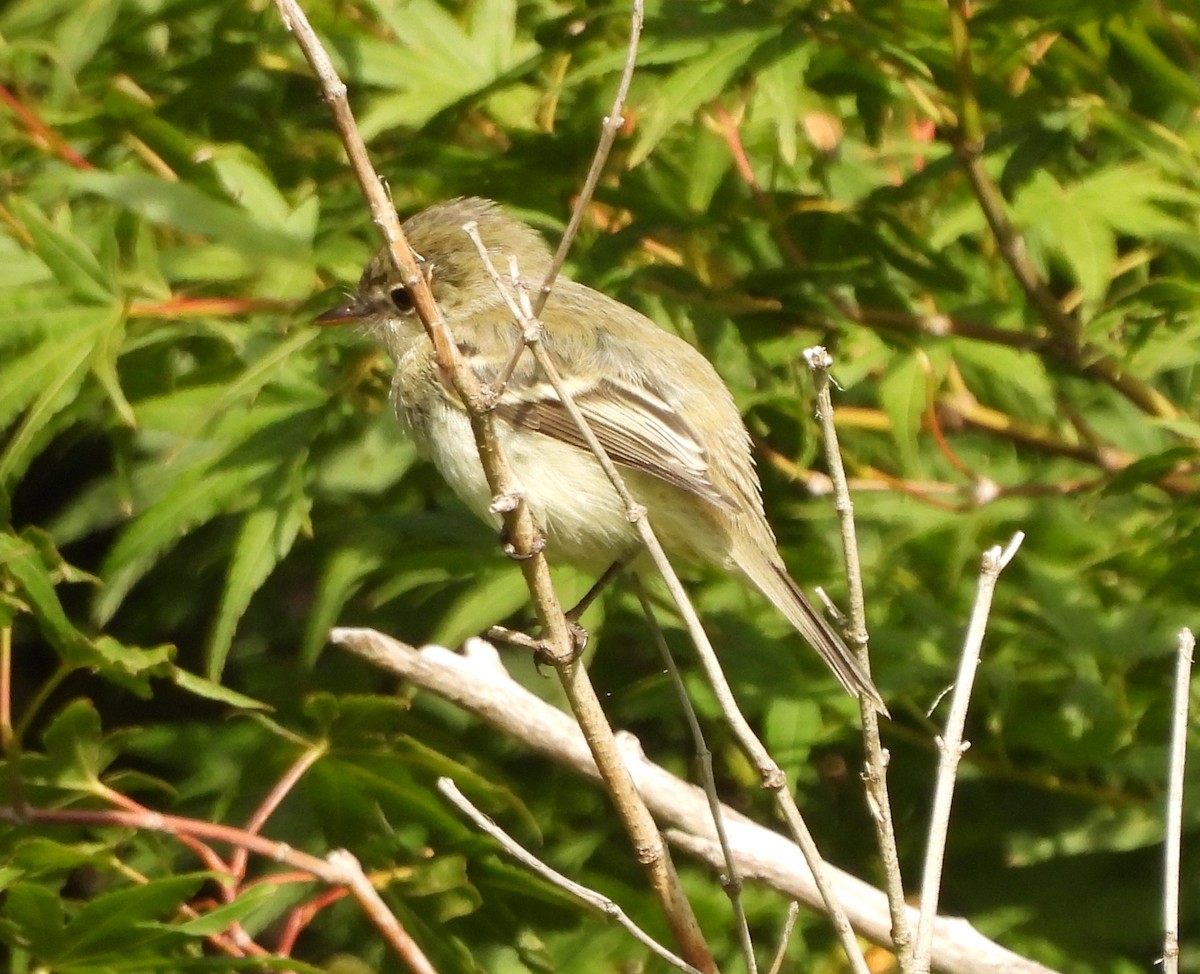 Empidonax sp. - ML623619841