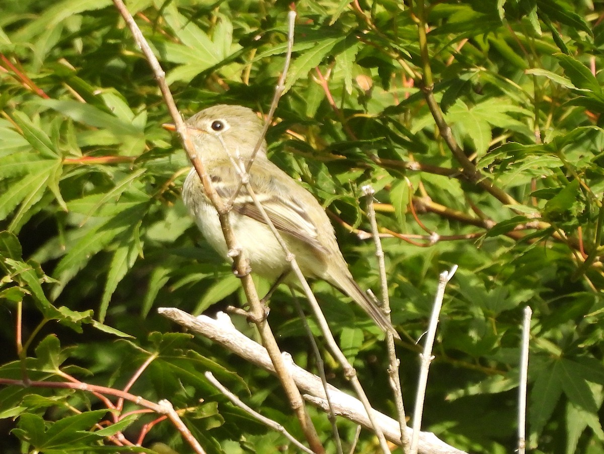 Empidonax sp. - ML623619842