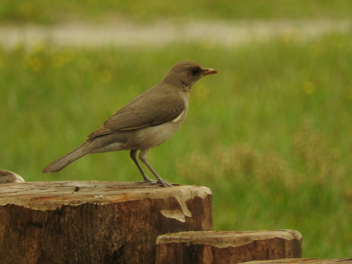 Creamy-bellied Thrush - ML623619857