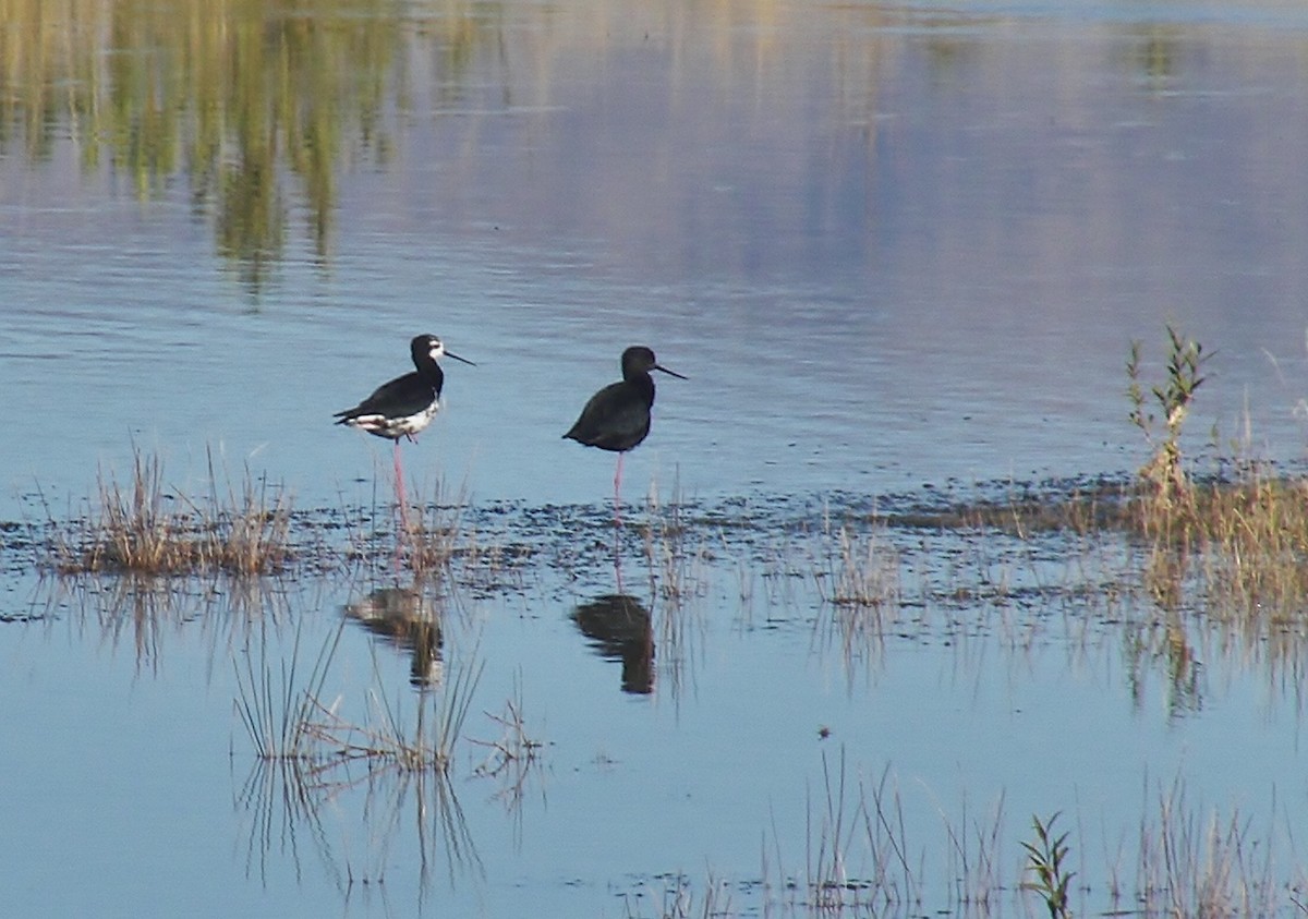 Black Stilt - Scott Watson