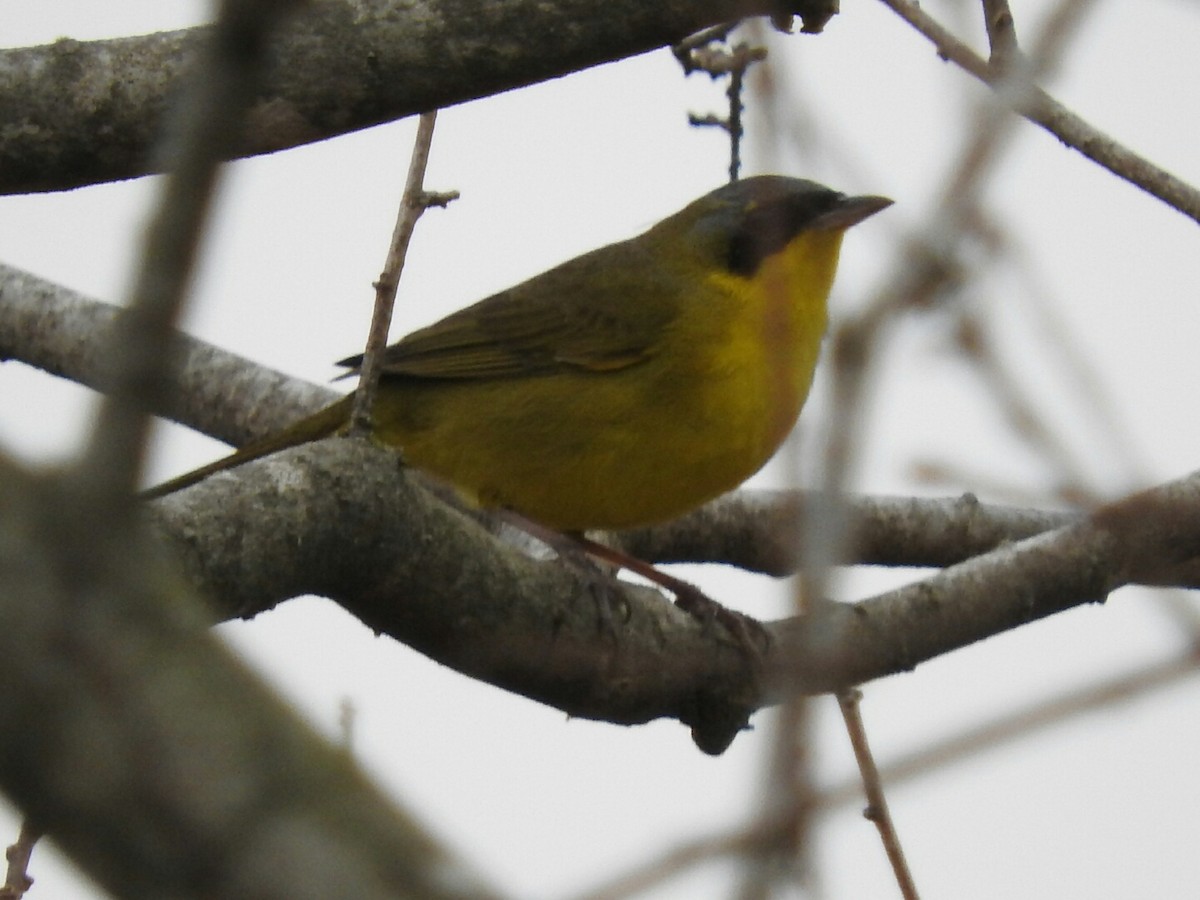 Southern Yellowthroat - ML623619867