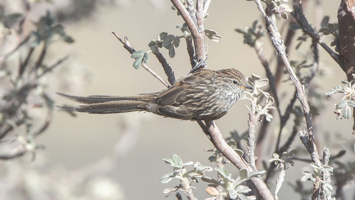 Streaked Tit-Spinetail - ML623619872
