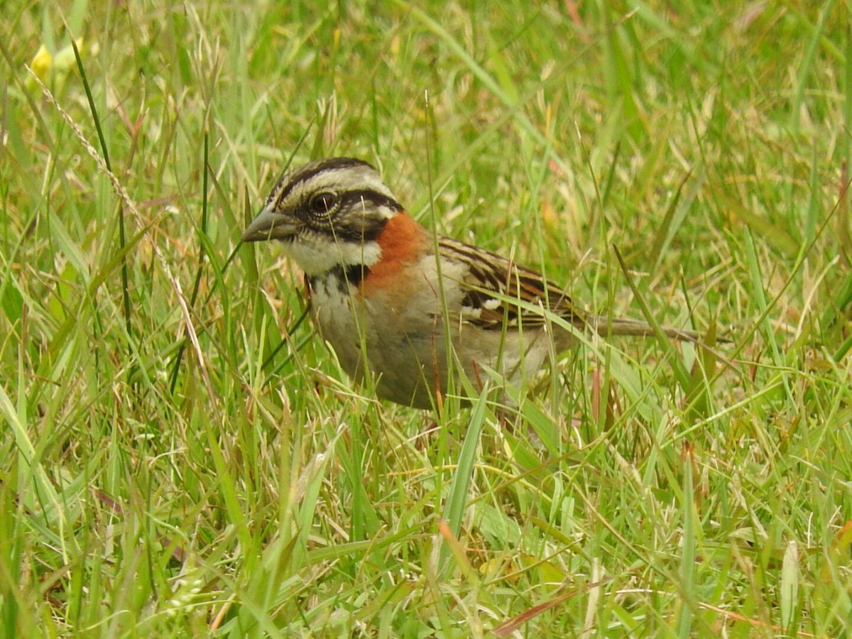 Rufous-collared Sparrow - ML623619892