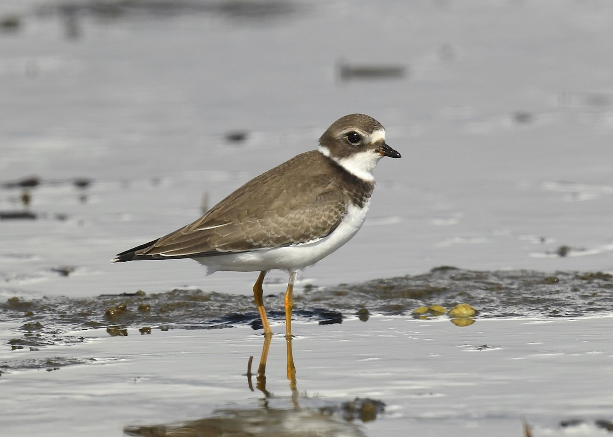 Semipalmated Plover - ML623619934