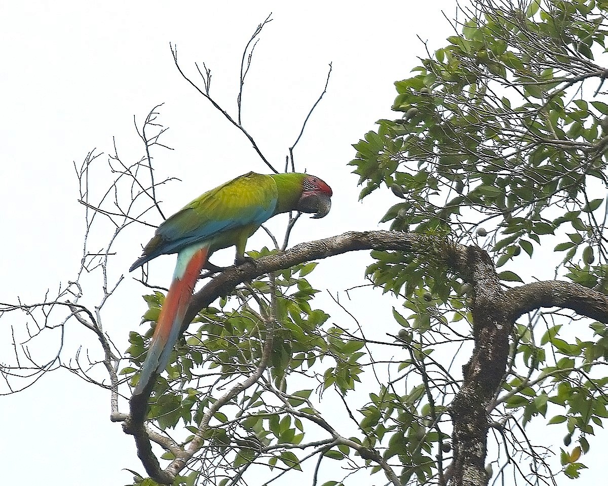 Great Green Macaw - ML623619937