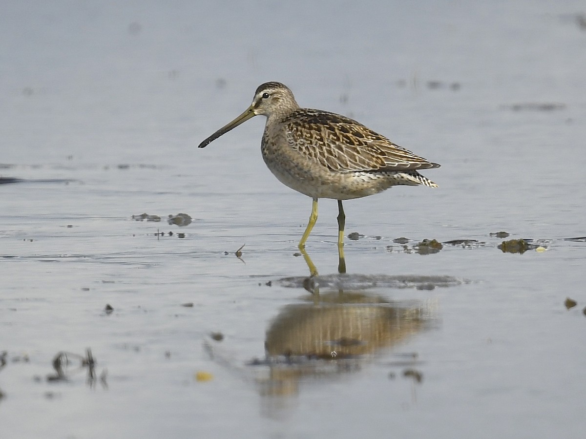 Short-billed Dowitcher - ML623619940