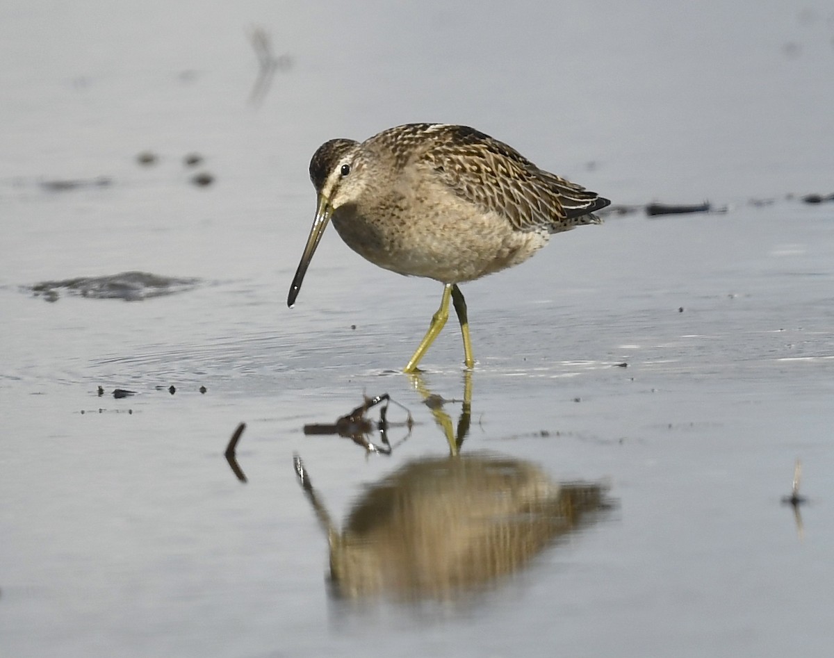 Short-billed Dowitcher - Denise  McIsaac