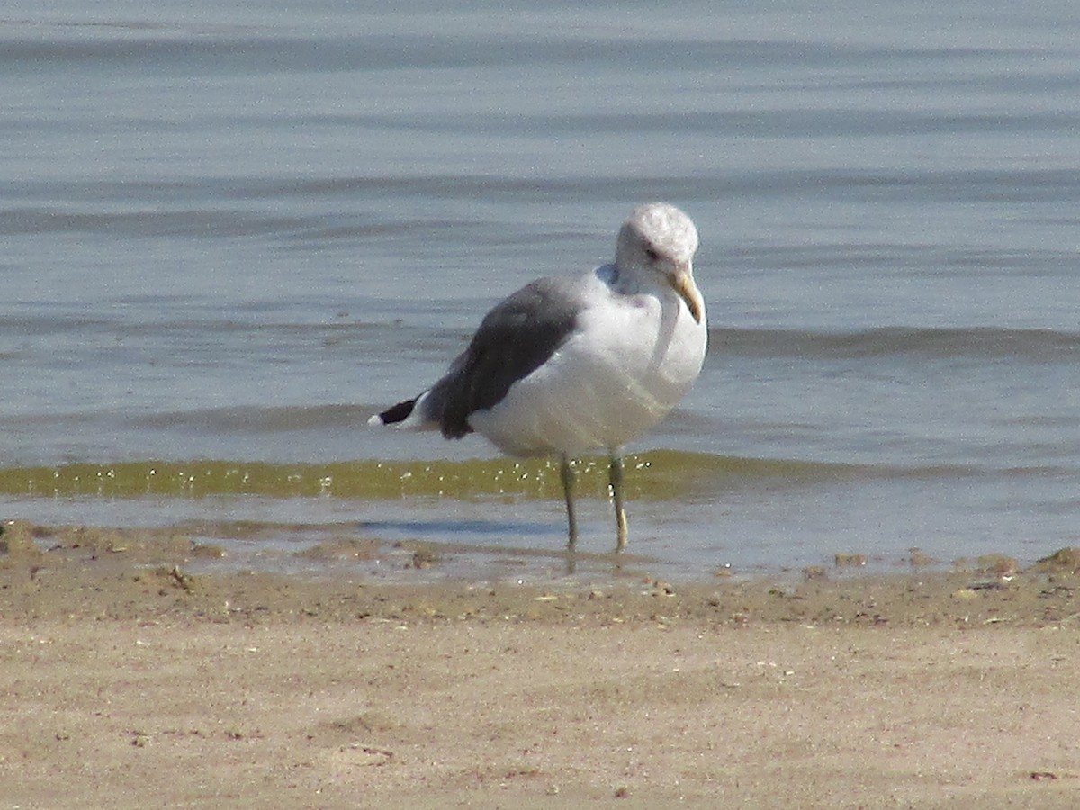 California Gull - ML623619944