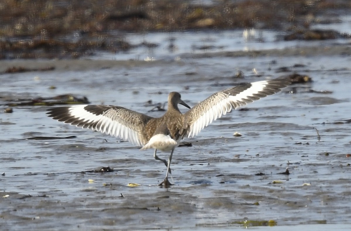 Willet - ML623619947