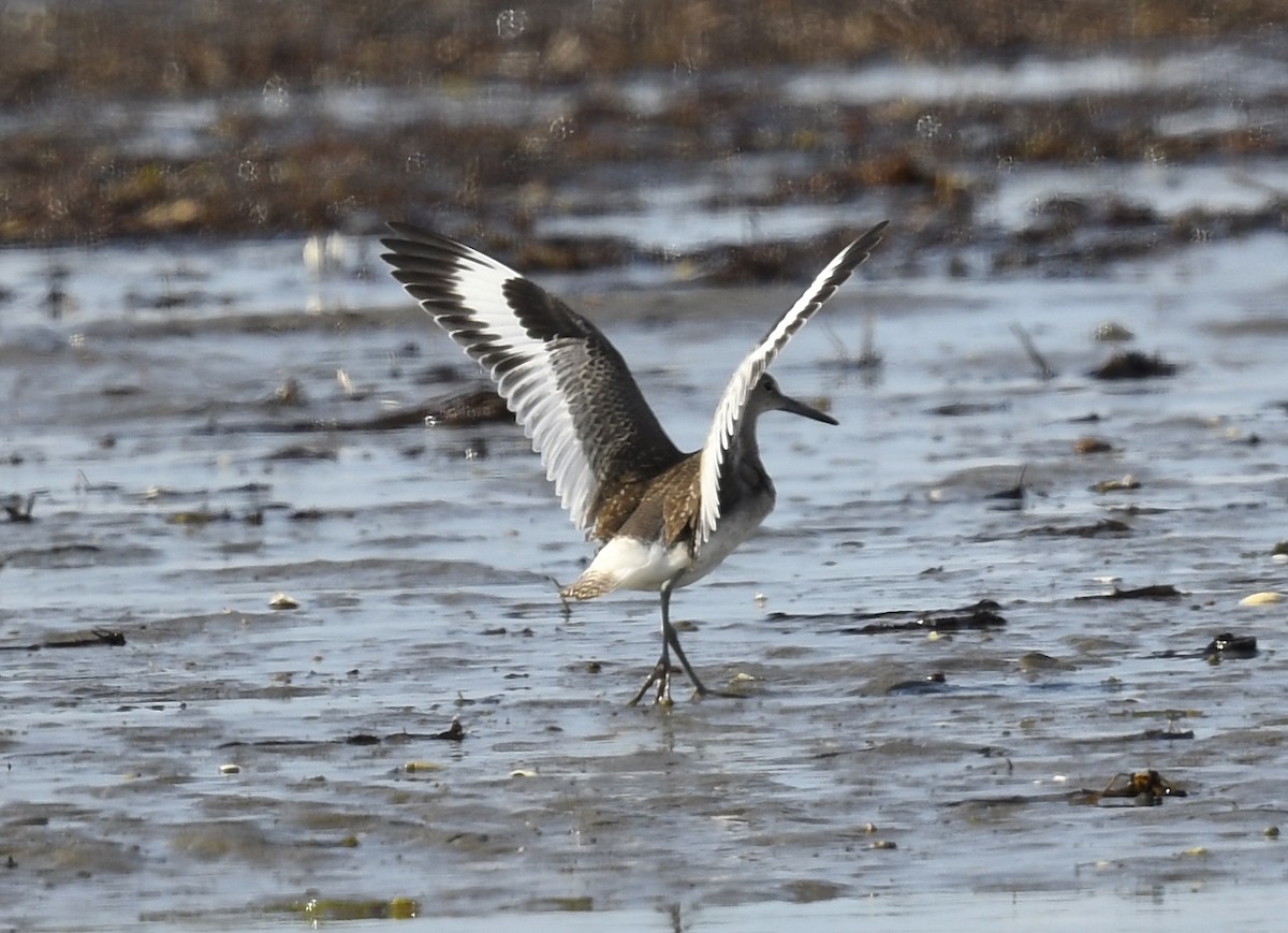 Willet - ML623619948