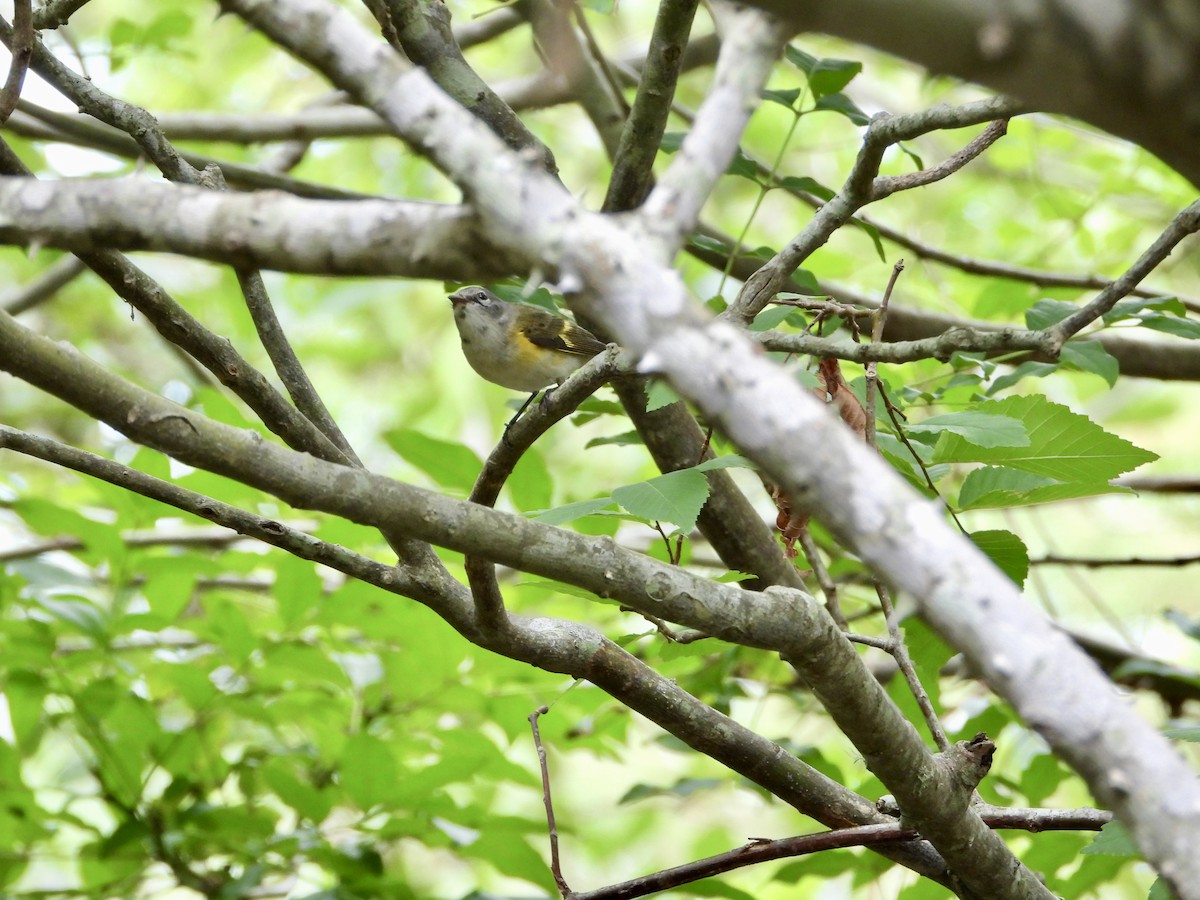 American Redstart - ML623619955