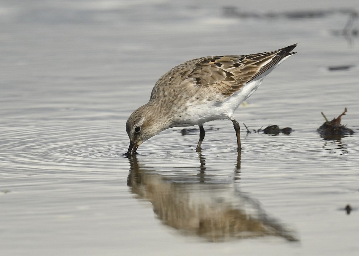 White-rumped Sandpiper - ML623619974