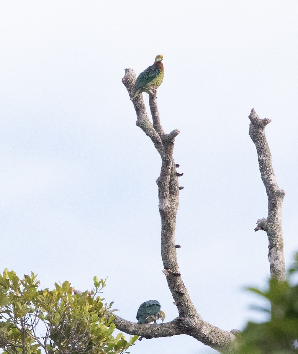 Pink-spotted Fruit-Dove - ML623619983