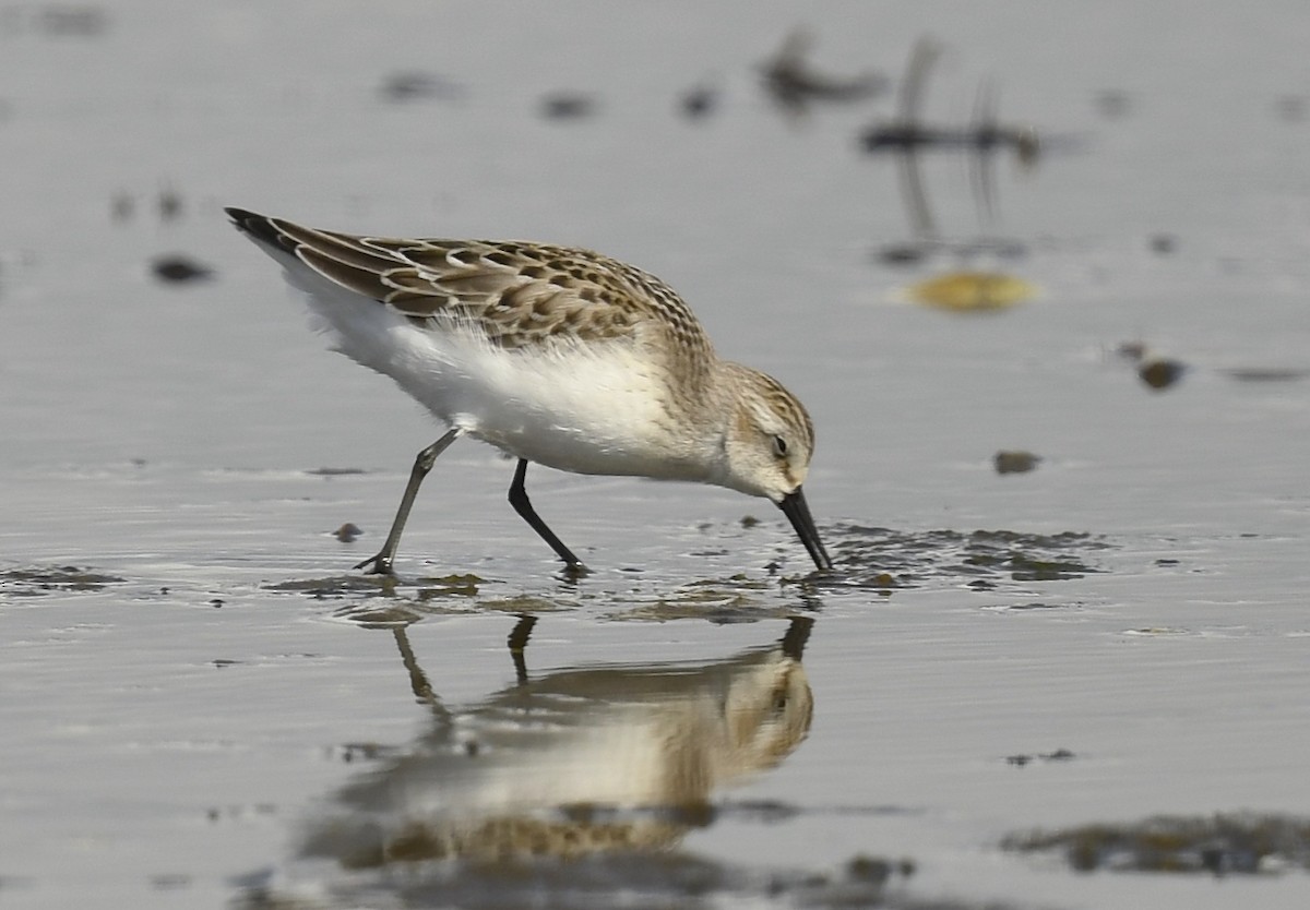 Semipalmated Sandpiper - ML623619985