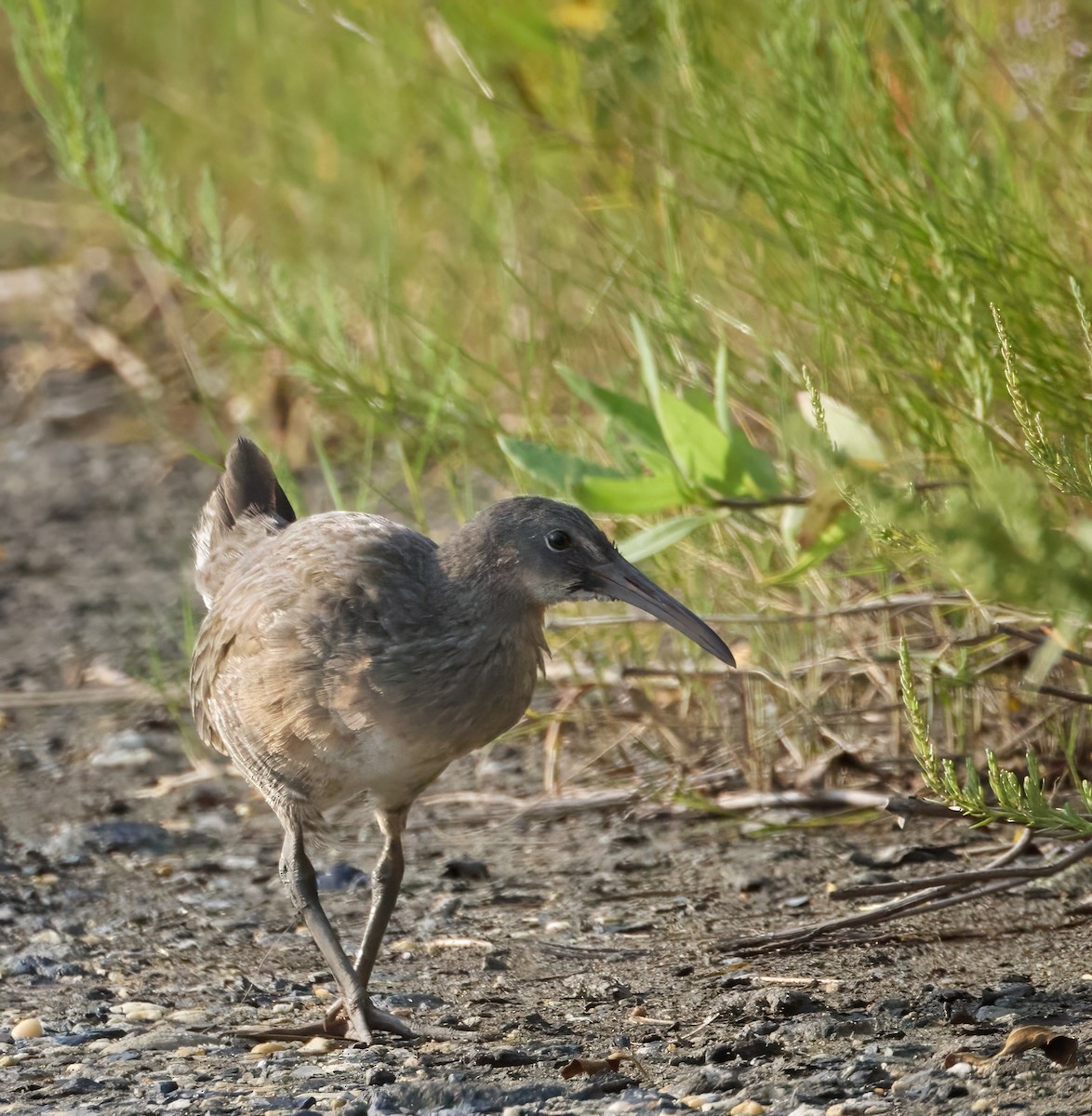 Clapper Rail - ML623619999