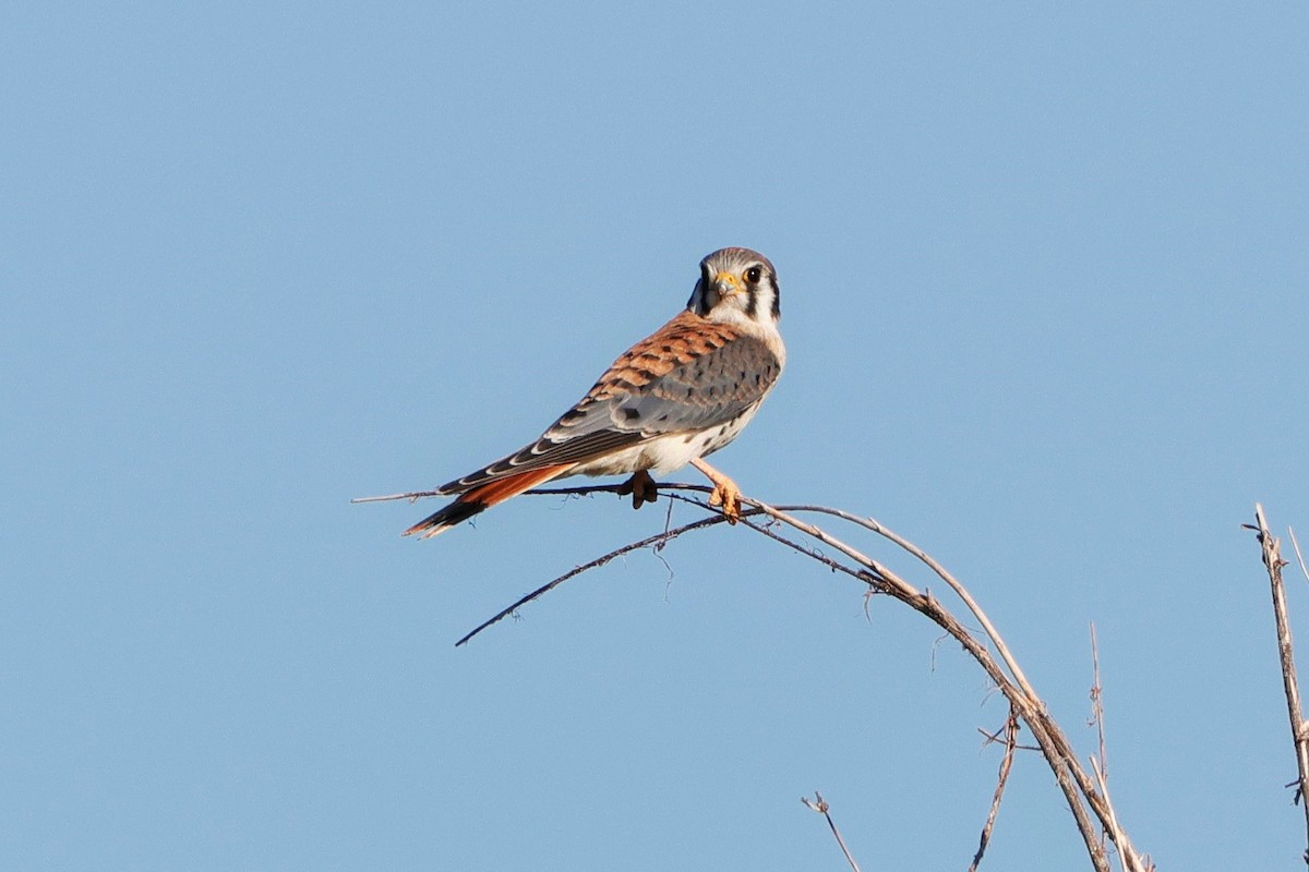 American Kestrel - ML623620003