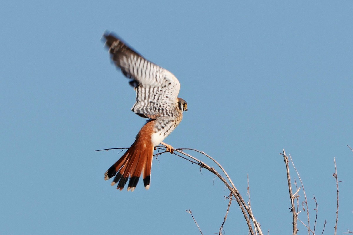 American Kestrel - ML623620004