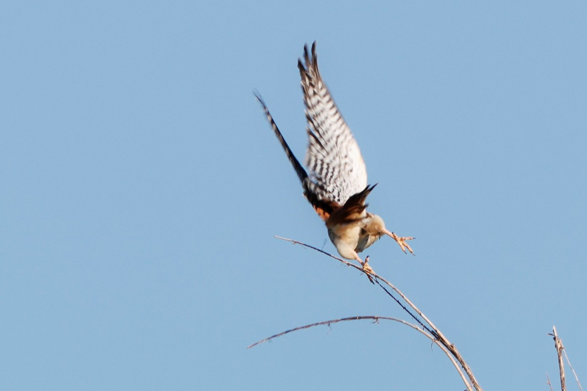 American Kestrel - ML623620005