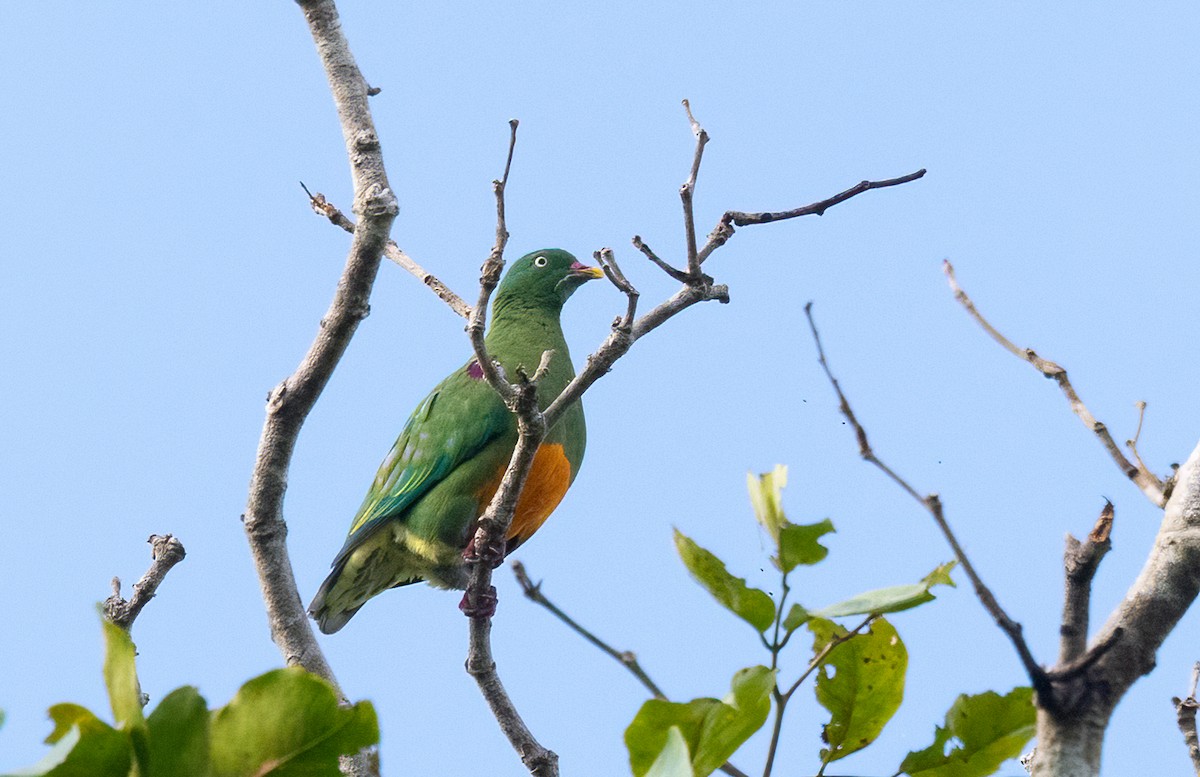 Orange-bellied Fruit-Dove - ML623620007