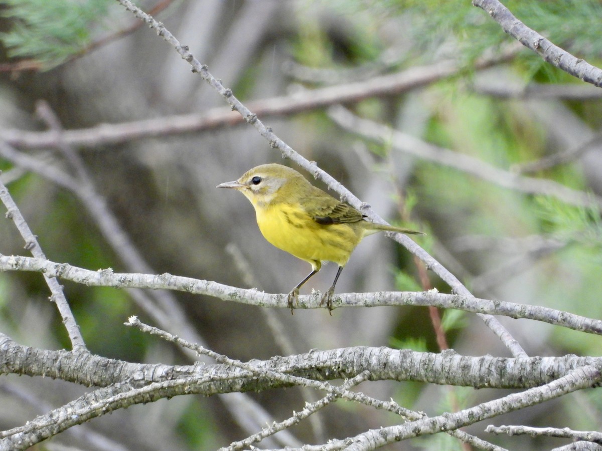 Prairie Warbler - ML623620026