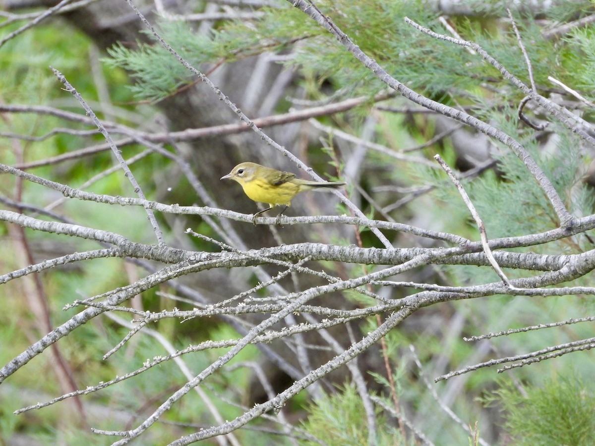 Prairie Warbler - ML623620027