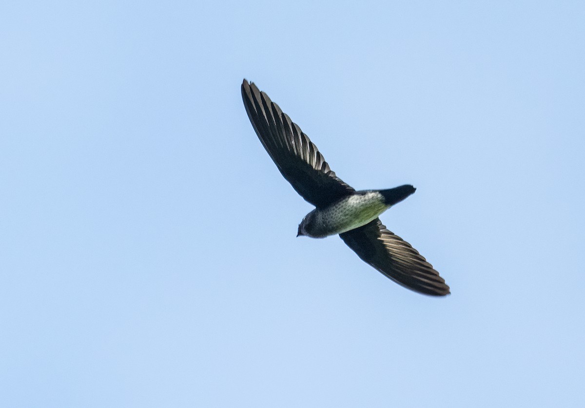 Papuan Spinetail - ML623620030