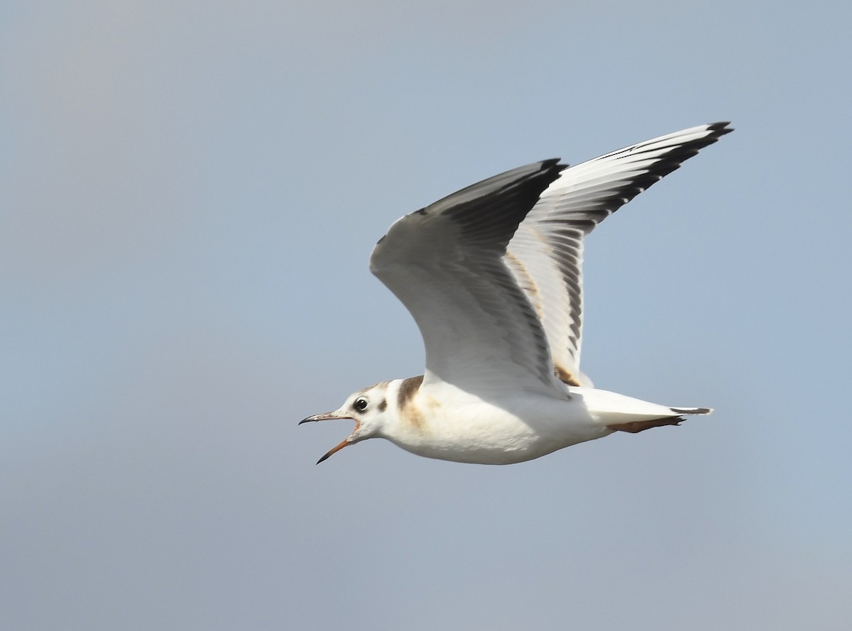 Black-headed Gull - Denise  McIsaac