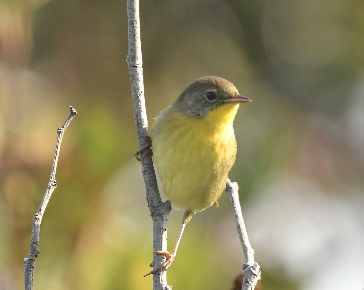 Common Yellowthroat - ML623620057