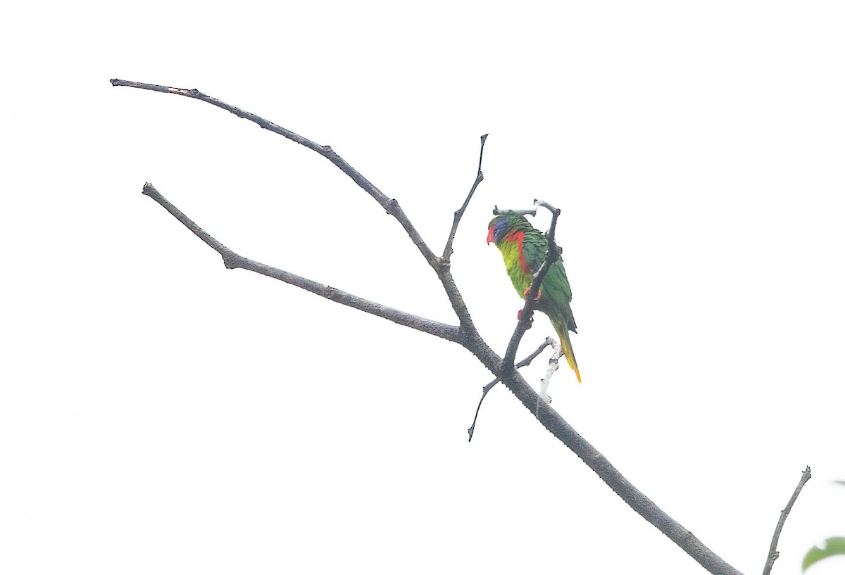 Red-flanked Lorikeet - ML623620068