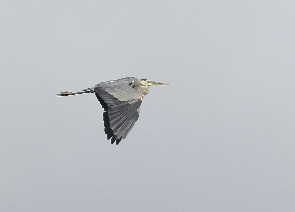 Great Blue Heron - ML623620075