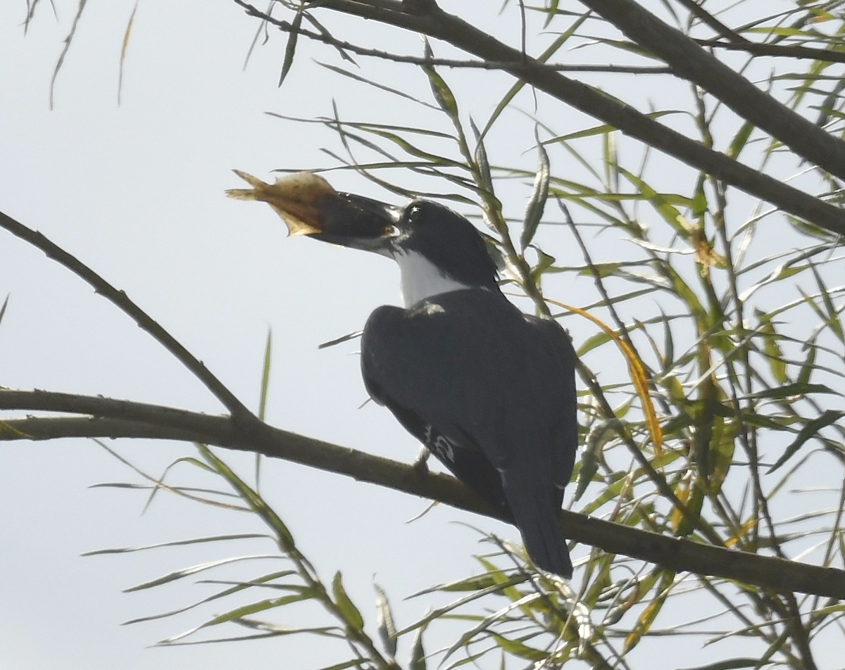 Belted Kingfisher - Denise  McIsaac