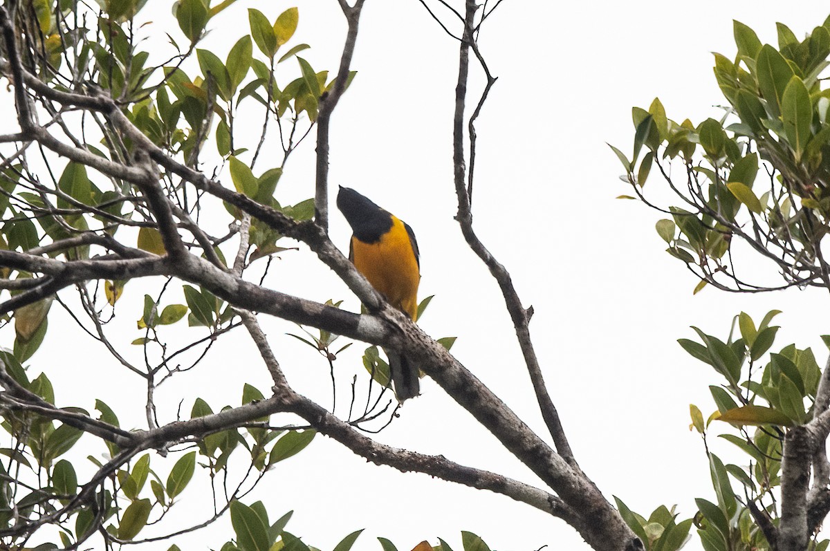 Golden Cuckooshrike - ML623620096