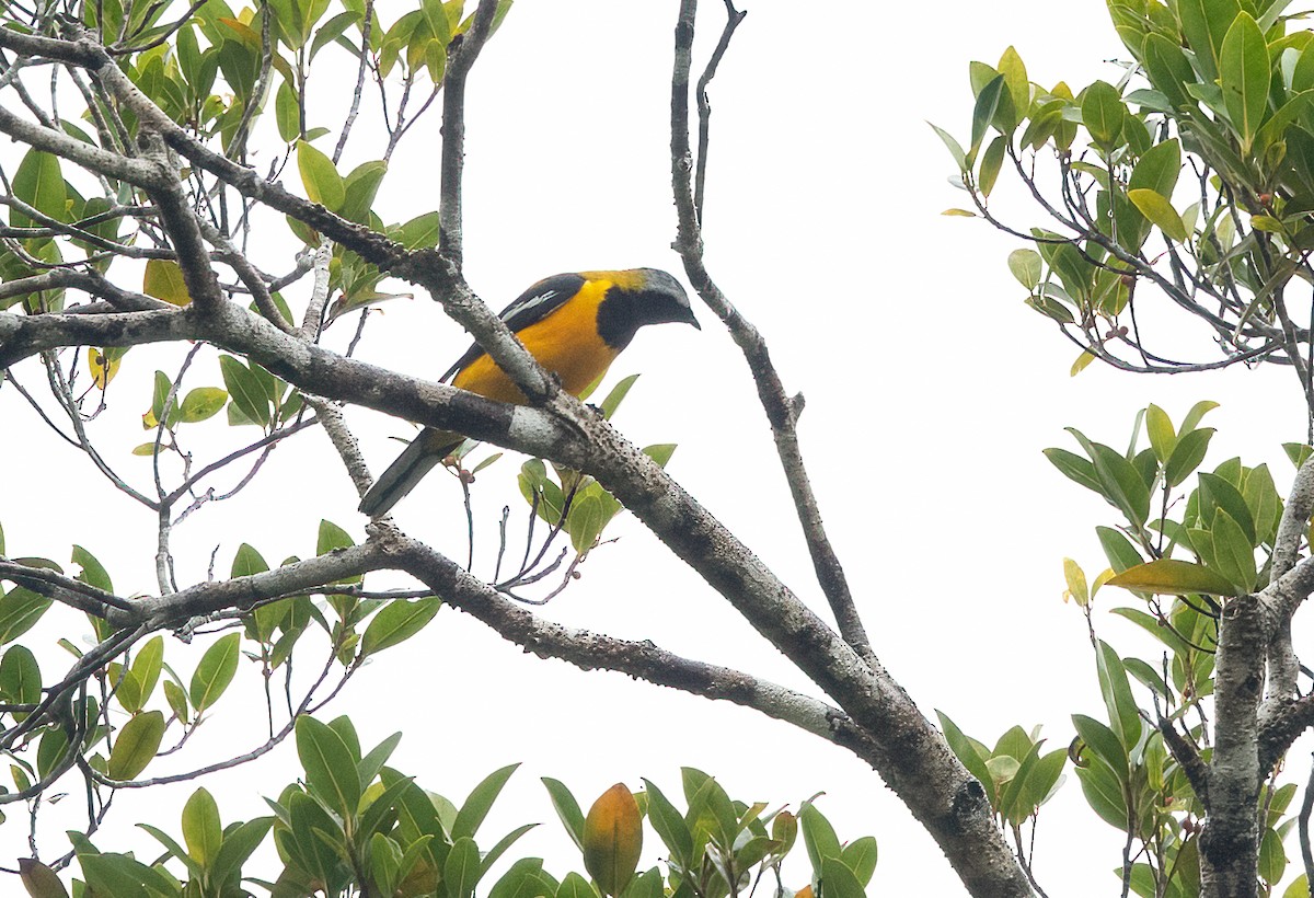 Golden Cuckooshrike - ML623620097