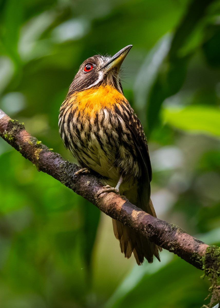 White-whiskered Puffbird - ML623620146