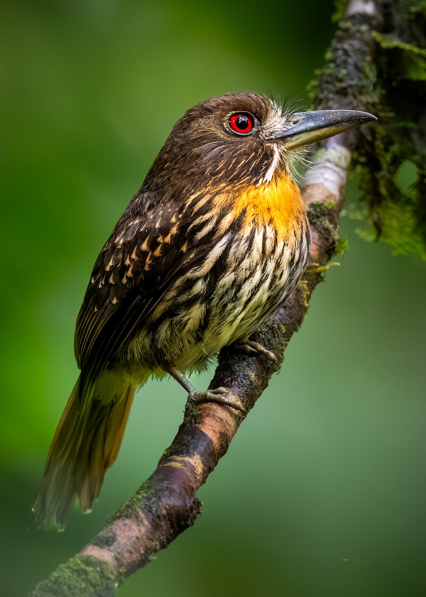 White-whiskered Puffbird - ML623620147