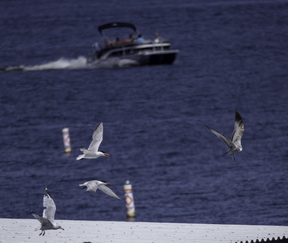 Caspian Tern - ML623620149