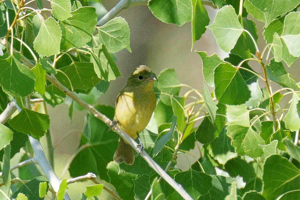 Painted Bunting - Bob Walker