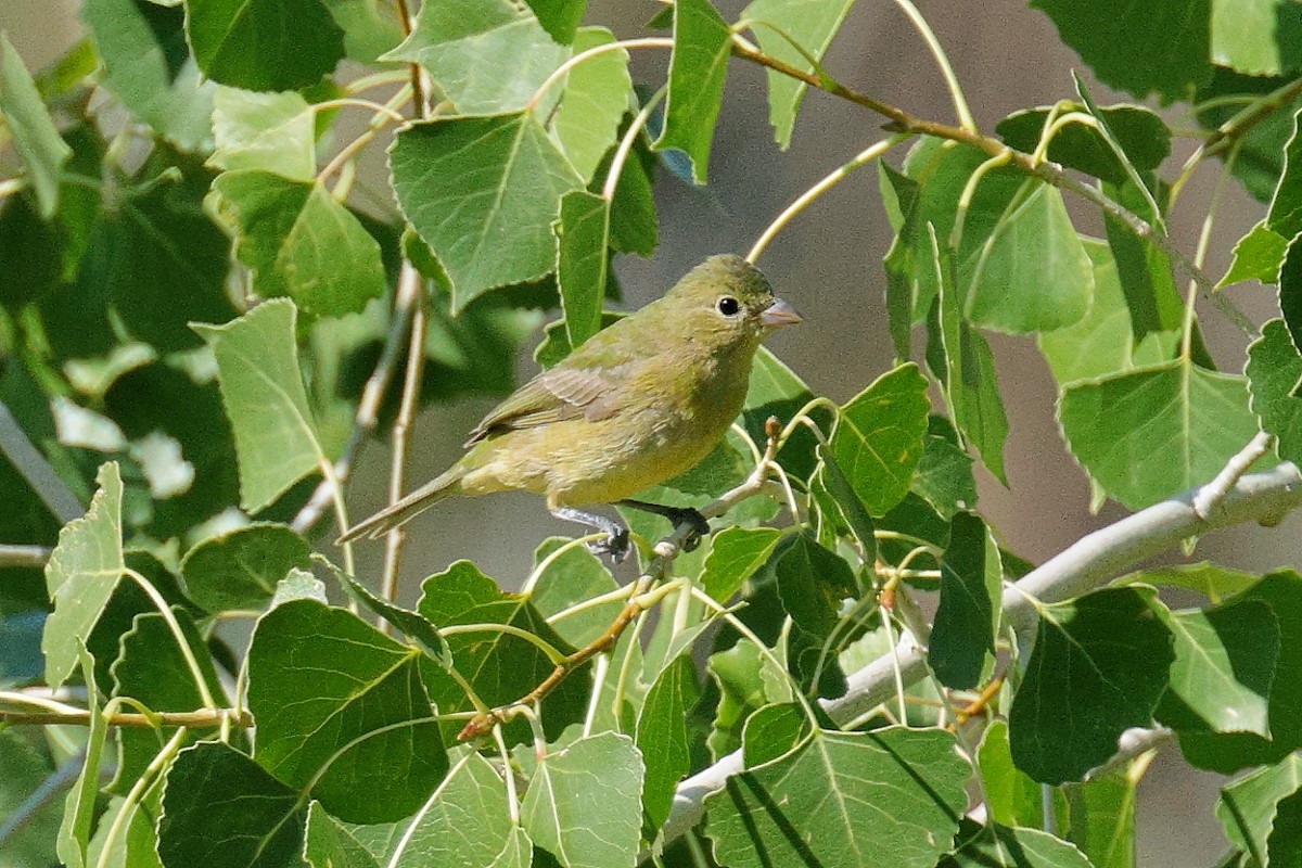 Painted Bunting - ML623620172