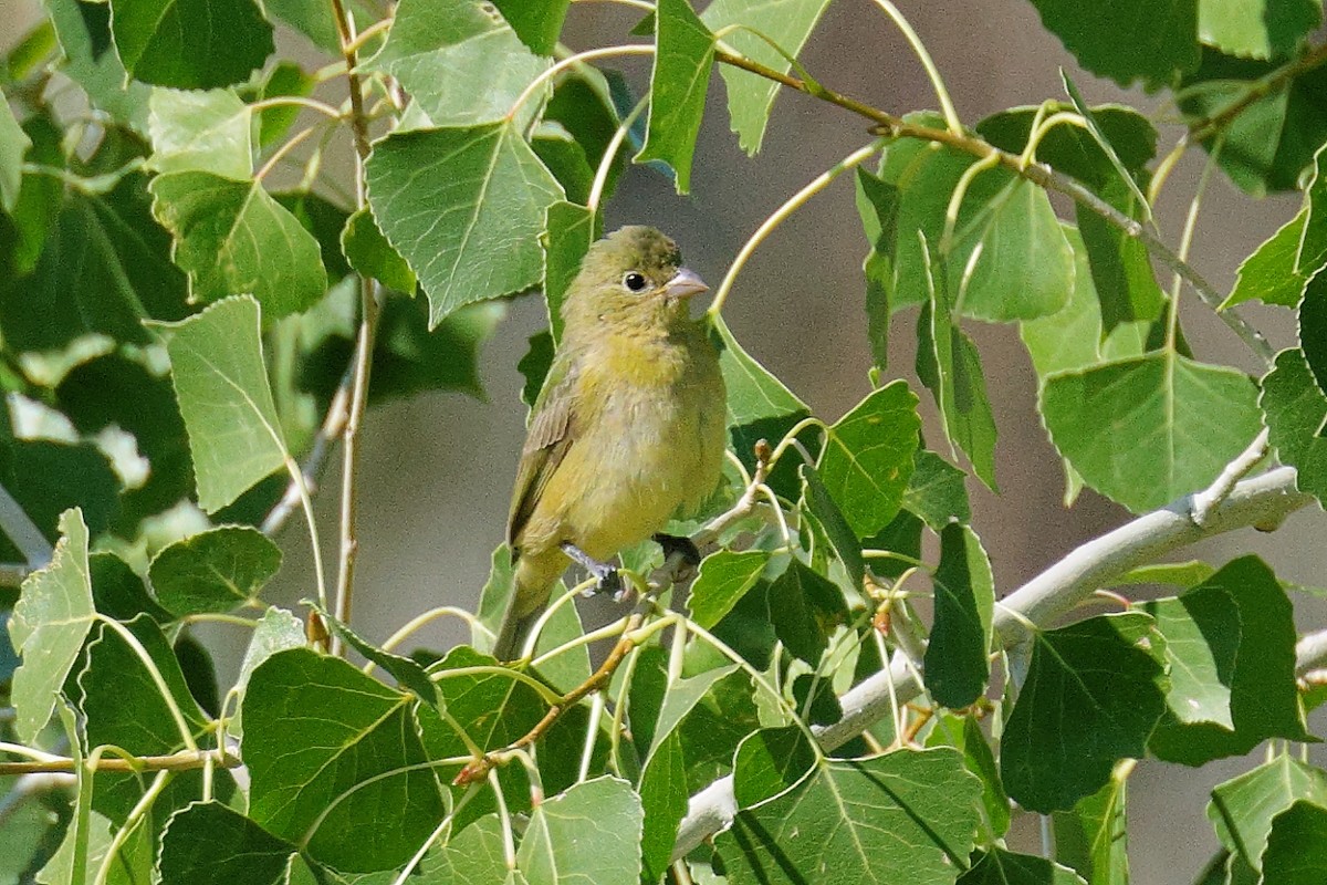 Painted Bunting - ML623620173