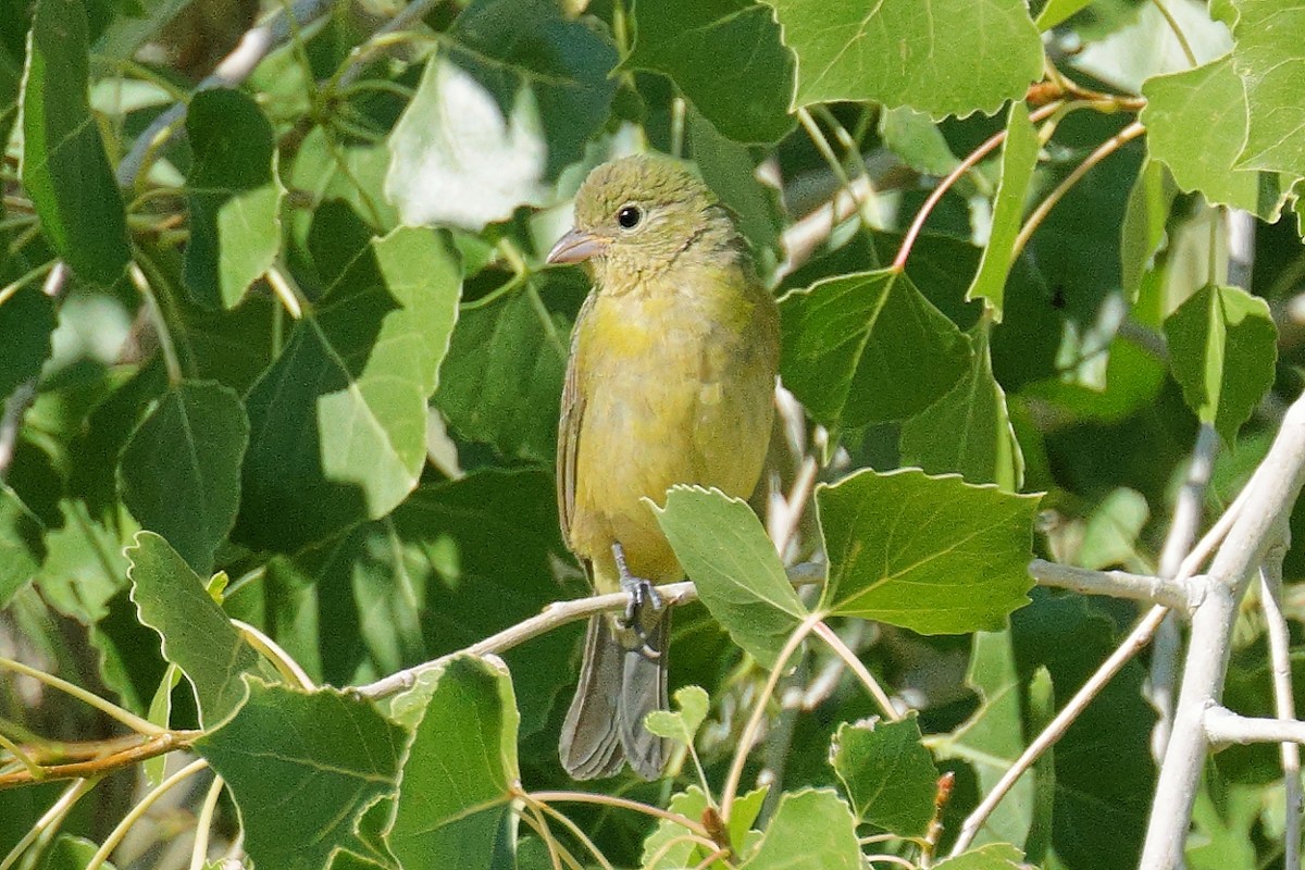 Painted Bunting - ML623620174