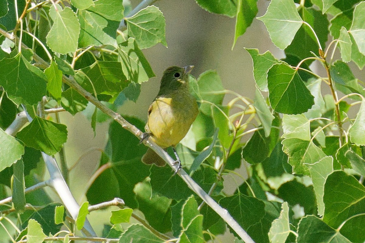 Painted Bunting - ML623620175