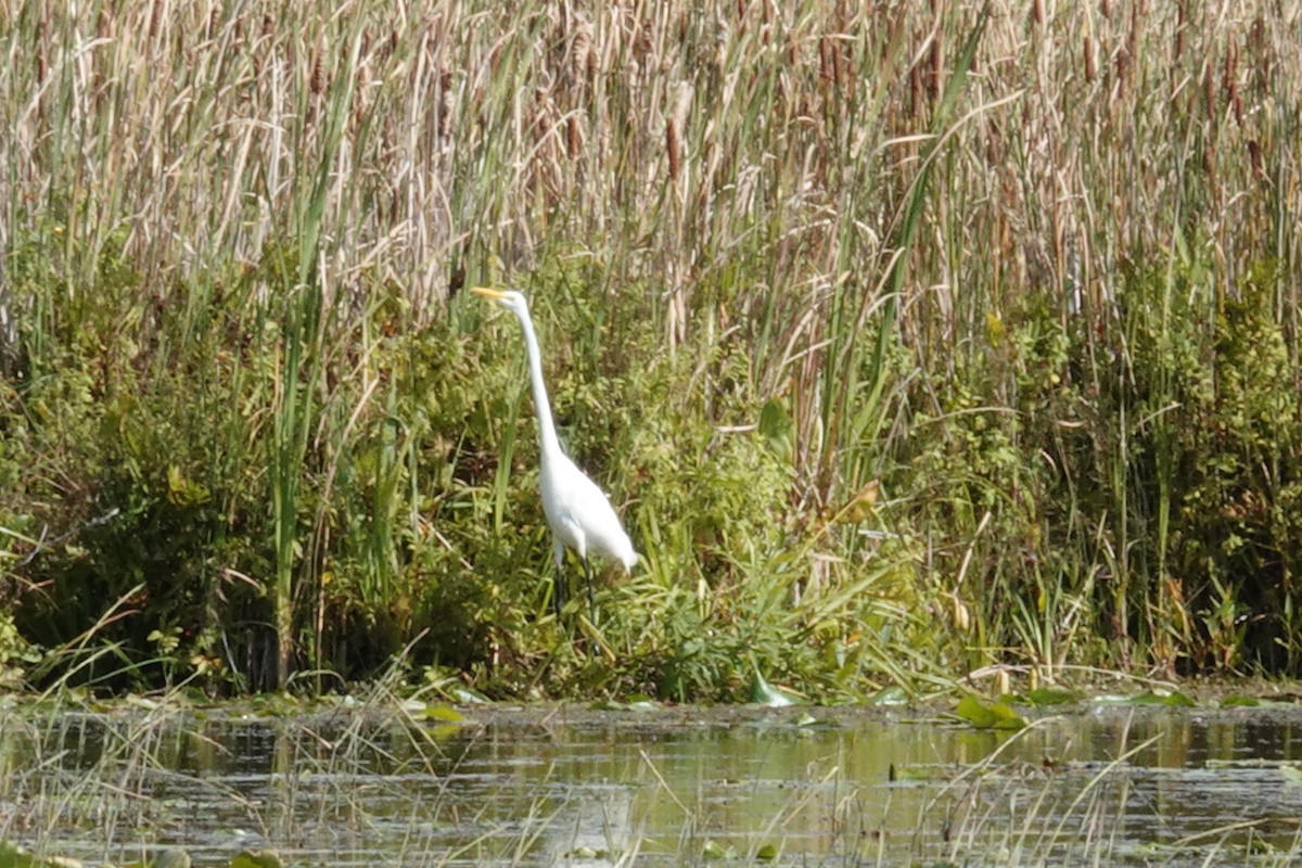 Great Egret - ML623620176