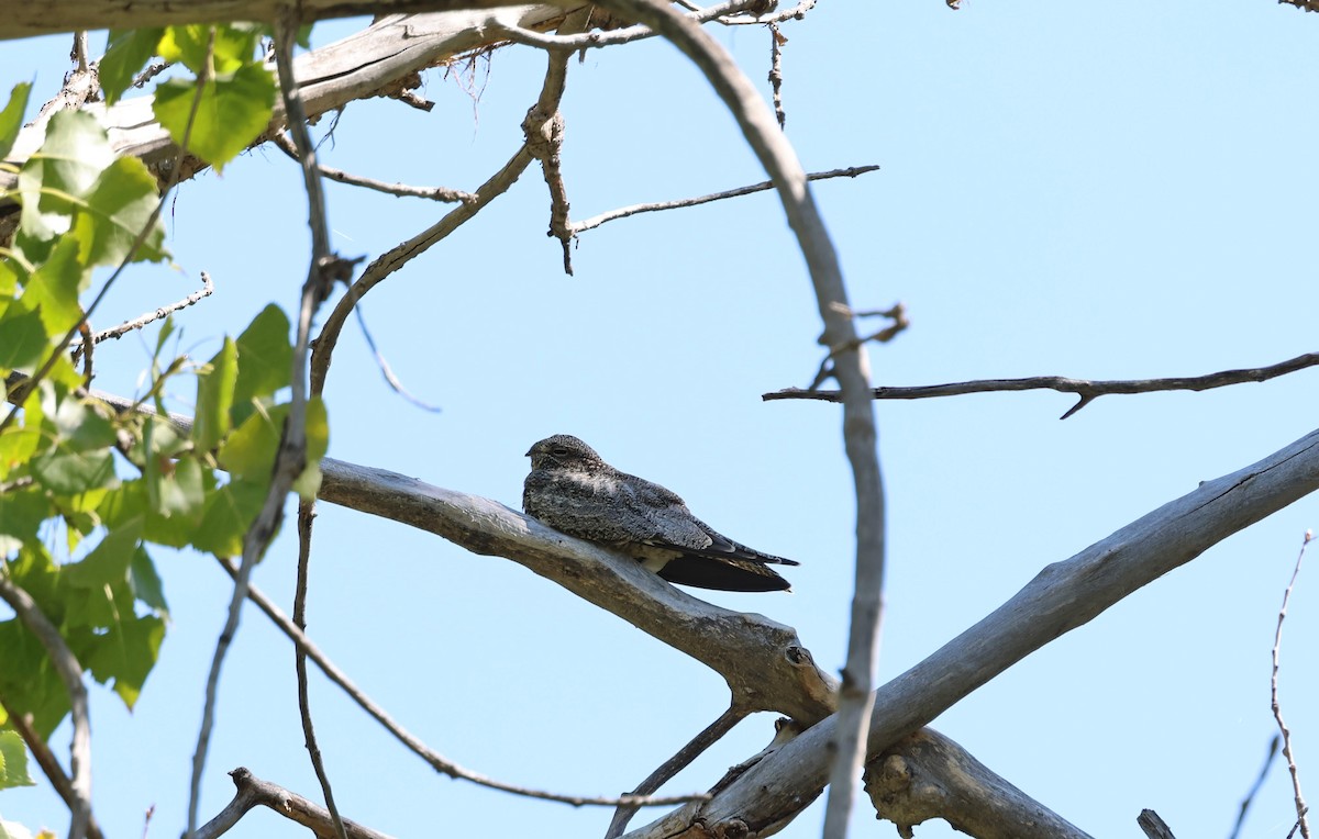 Common Nighthawk - ML623620198